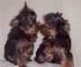 Йорк - продажа щенков йорка, йорки мальчик 3 мес превью 614997.