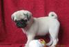 Щенок мопса девочка привита с документами превью 615298.