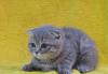 Шотландские котята - вислоухие и прямоухие) превью 615710.