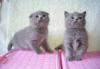 Британские котята и шотландская вислоухая, окрас превью 615938.