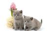 Британские котята превью 616139.