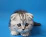 Шотландские вислоухие мраморные котята превью 610769.