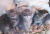 Котята превью 617079.