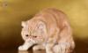 Экзотический кот приглашает на вязку превью 617407.