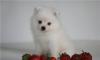 Померанский шпиц-белоснежный мальчик превью 617761.