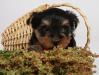 Продам щенка йоркширского терьера превью 617871.