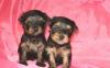 Щенки йорка недорого 10-14 т.р превью 618085.