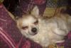 Взрослая девочка чихуашечка превью 618329.
