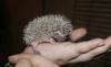 Африканские белобрюхие ежики Цветные малютки превью 618350.