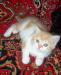 Котята-метисы превью 618459.