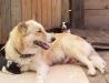 Лайка русско-европейская щенки превью 619493.