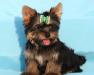 Йоркширский терьер (3мес) превью 619858.
