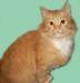 Добродушный котик  Рыжик - 1,5 года превью 621503.