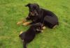 Щенок ротвейлера 3 мес (Москва,Мос.обл.) превью 621724.