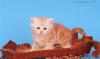 Превью Красный серебристый мраморный  британский котенок Москва - 1