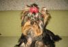 Превью Йорк, подрощеная девушка, 7 мес Санкт-Петербург - 2