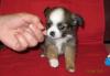 Щенки чихуахуа превью 622122.