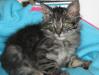 Котята в добрые руки превью 622274.