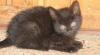 Превью Чёрненькие котятки ждут вас Санкт-Петербург - 2