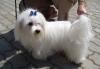 Щеночки Мальтезе превью 622665.