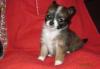 Щенки чихуахуа превью 622684.