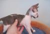 Превью Котята корниш-рекс, 2 кошки, 1 кот. 8.05.2010г Челябинск - 2