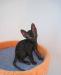 Превью Котята корниш-рекс, 2 кошки, 1 кот. 8.05.2010г Челябинск - 4