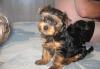 Щенки йорки мини стандарт превью 620356.