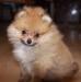 Померанский шпиц рыжего окраса превью 623291.
