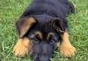 Породистые щенки (девочки) немецкой овчарки превью 623795.
