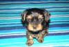 Щенки йоркширского терьера превью 624040.