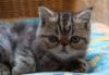 Котик 2х мес.-экзот мраморный превью 624136.