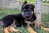 Породистые щенки (девочки) немецкой овчарки превью 624435.