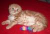 Превью Вислоухие котики окрас красный мрамор Москва - 1