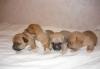 Щенки превью 625992.