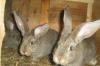 Кролики мясных пород превью 626646.