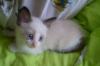 Превью Редкая порода сноу шу Москва - 1