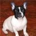 Продаем подрощенного щенка  французского бульдога превью 627721.