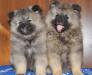 Щенки немецкого вольф шпица / кеесхонда превью 627793.