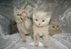 Превью Шотландские котята(скоттиш-фолд,скоттиш-страйт) Москва - 1
