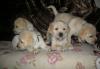 Превью Лабрадор (Кремовые Щеночки) Санкт-Петербург - 4