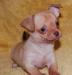 Щенки чихуахуа ярко-рыжий и рыжий мальчики превью 628777.