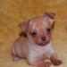 Щенки чихуахуа ярко-рыжий мальчики превью 628888.