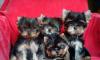 Щенки Йоркширского терьера превью 628911.