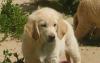 Золотистый ретривер мальчики и девочки превью 631026.