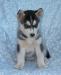 Щенки сибирская хаски превью 631243.
