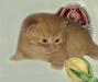 Превью Выставка котят ВВЦ пав N 64 Москва - 4
