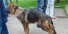 Превью Отличная девочка немецкой овчарки РКФ Москва - 1
