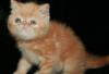 Экзотические плюшевые котята превью 631751.