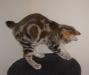 Золотая курильская кошечка-поцелуй) превью 632121.